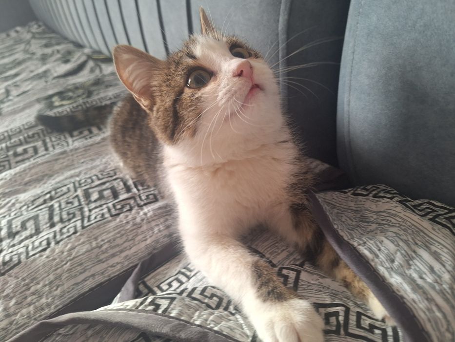 Котёнок мальчик 4-5 месяцев