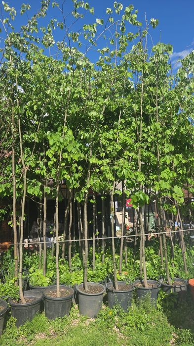 Vând mesteacăn la ghiveci