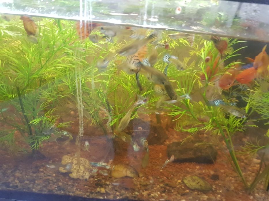 Guppy de vanzare