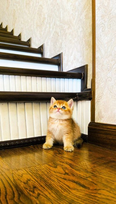 Продаётся чистокровный котята