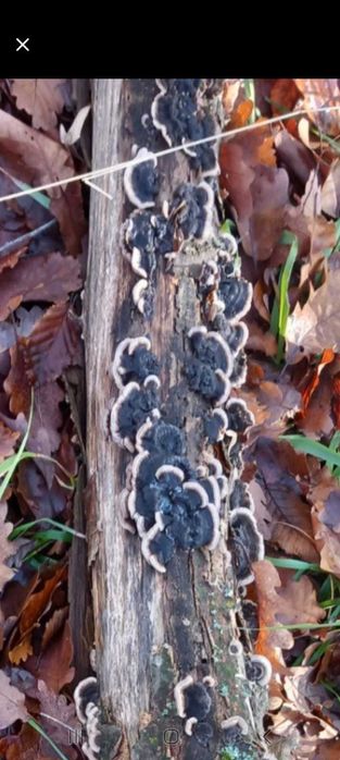 Disponibile ciuperci coada curcanului