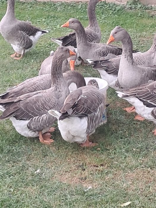 Vând ouă de gâscă ouăle sunt de la gâștele din fotografie