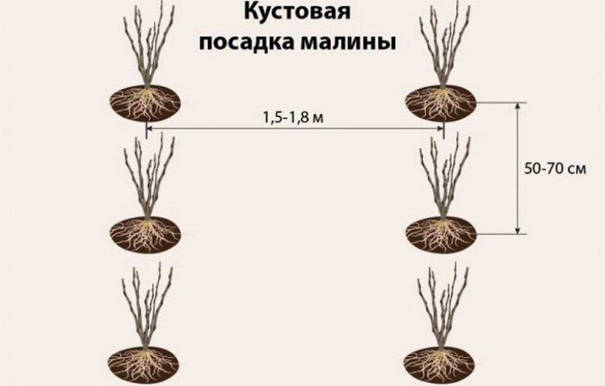 Саженец красной малины