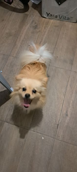 Мъжко куче шпиц-померан на  15  месеца