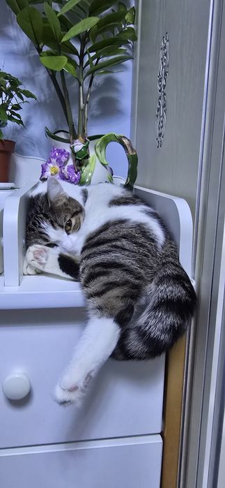 Отдам кошку  в добрые руки