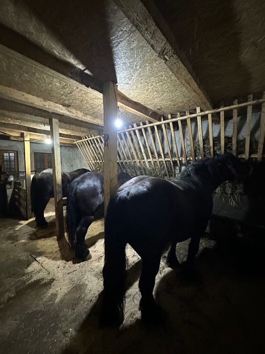 Armăsari negrii pentru monta sau de vânzare