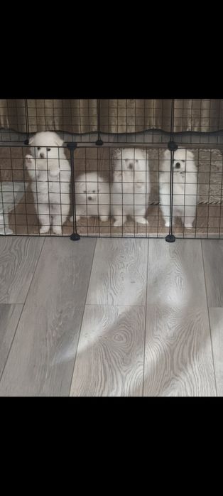 Готовы к брони щенки белого Немецкого шпица