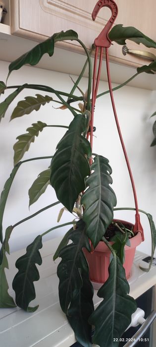 Продам филодендрон