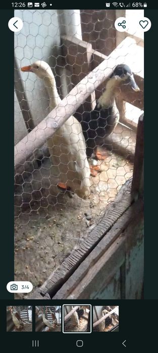 Rațe indiene adulte