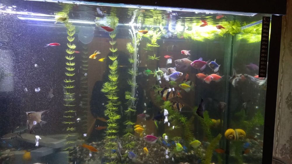 Продаются аквариумные рыбки