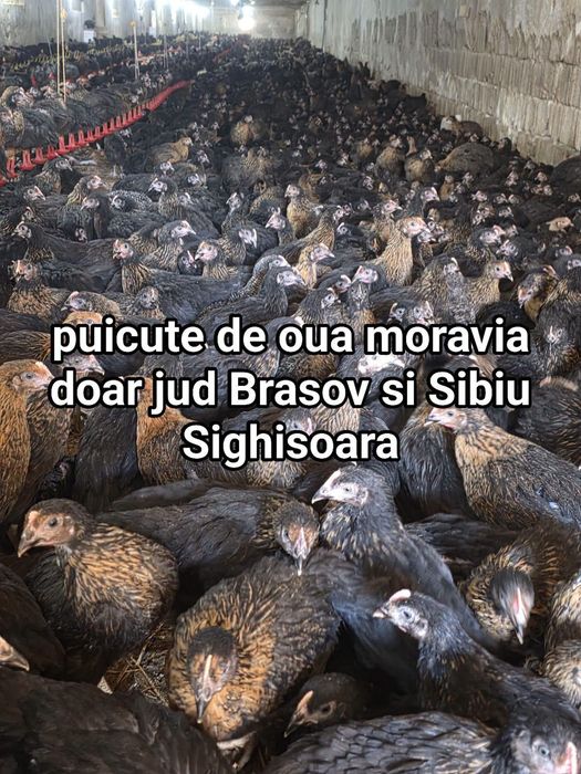 puicute moravia de oua 13 sapt