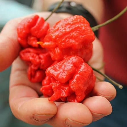 Семена от Carolina reaper
