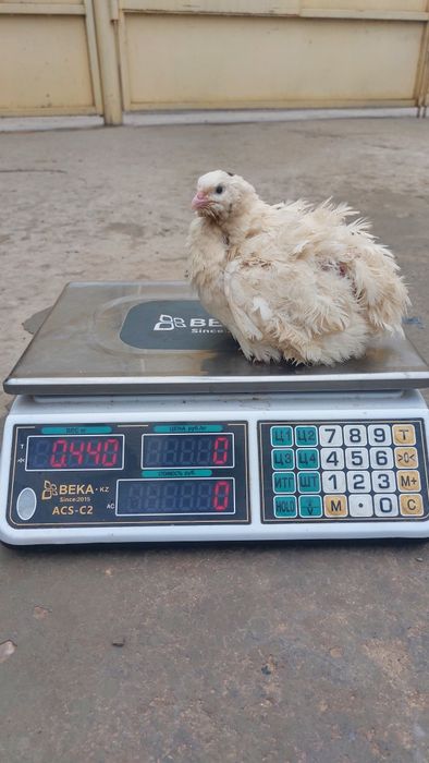 Перепелинное яицо