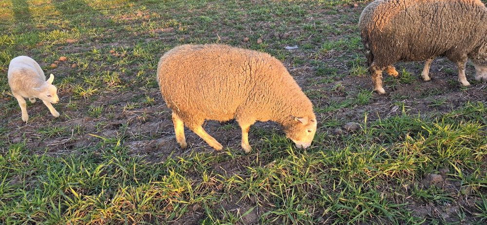 Mielute metis de texel si melinos