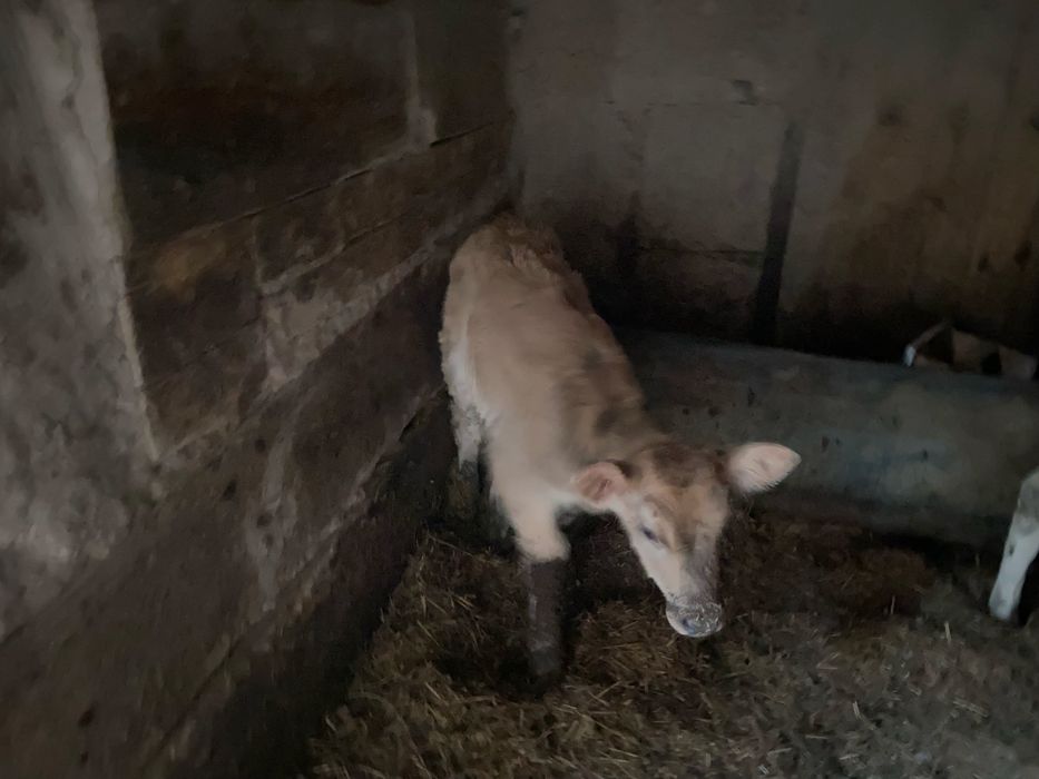 Продаю телят . 140 000 тысяч.