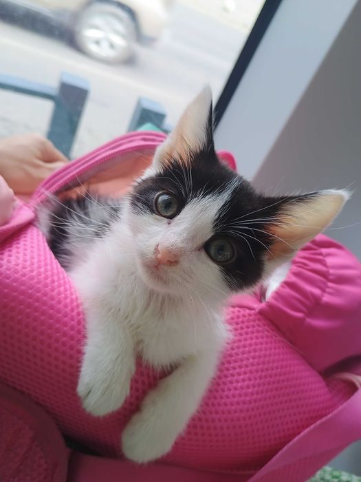 ofer adoptie gratuit 1 baietel pisoi 1 luna