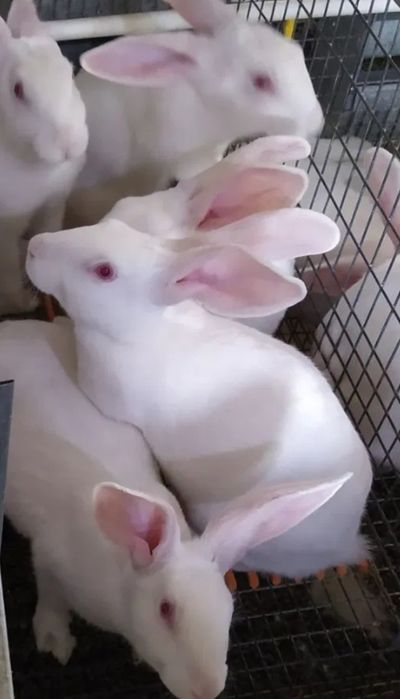 Хикол зотли куенлар