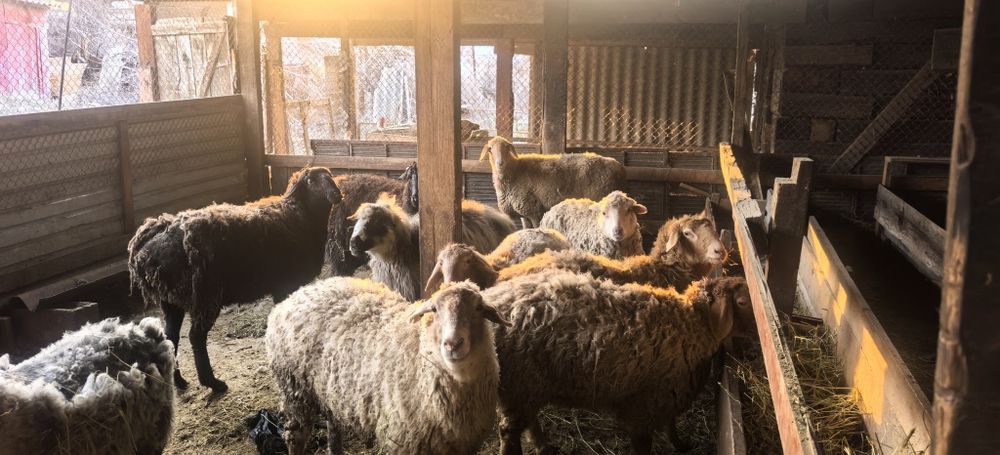 Семіз тоқты қойлар