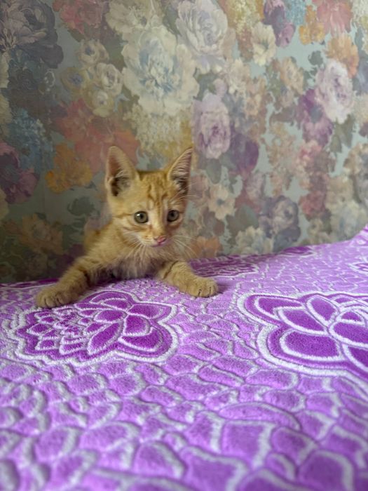 Отдам котенка в добрые руки