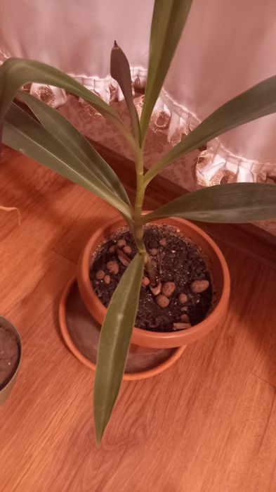 Продам комнатные цветы