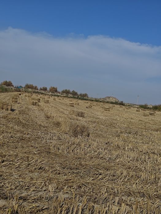 Sholi preslar sotladi