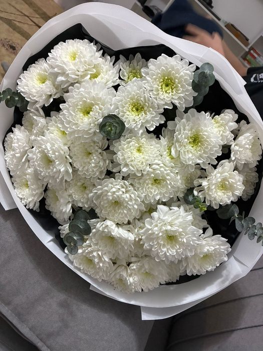 Хризантема Свежий Красивый