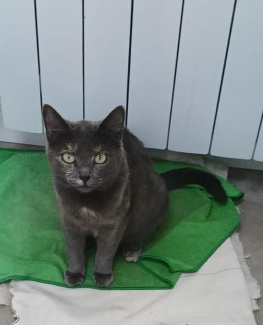 Кошка стерилизованая