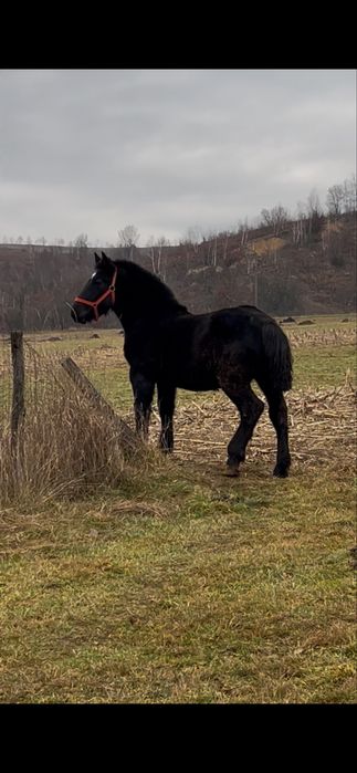 Vand 2 manji.. negru 8 luni blondu 6 luni