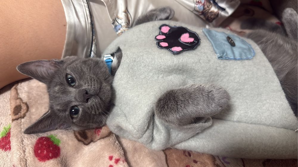 В добрые руки котика кострирован