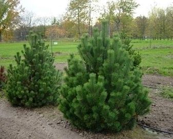 Vand brazi, pini, molizi, cedri, conifere, plante ornamentale gradina