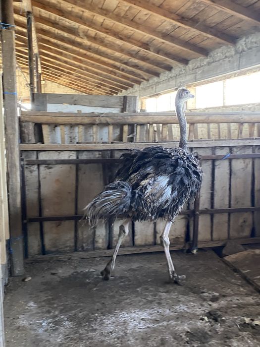 Struț africannnn