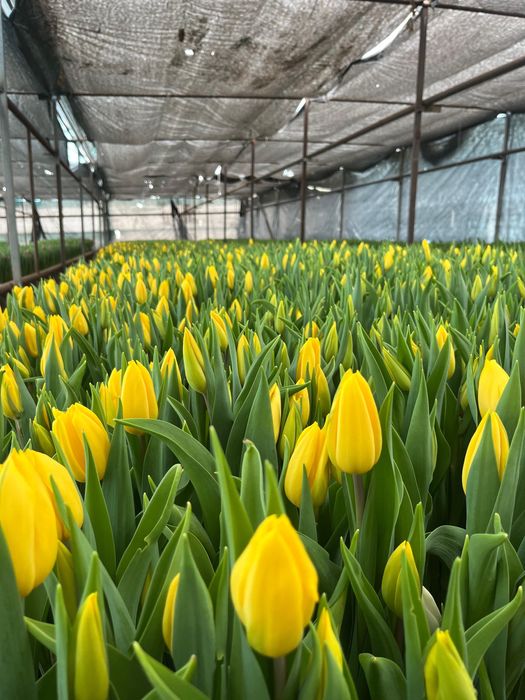 Тюльпаны по низкой цене