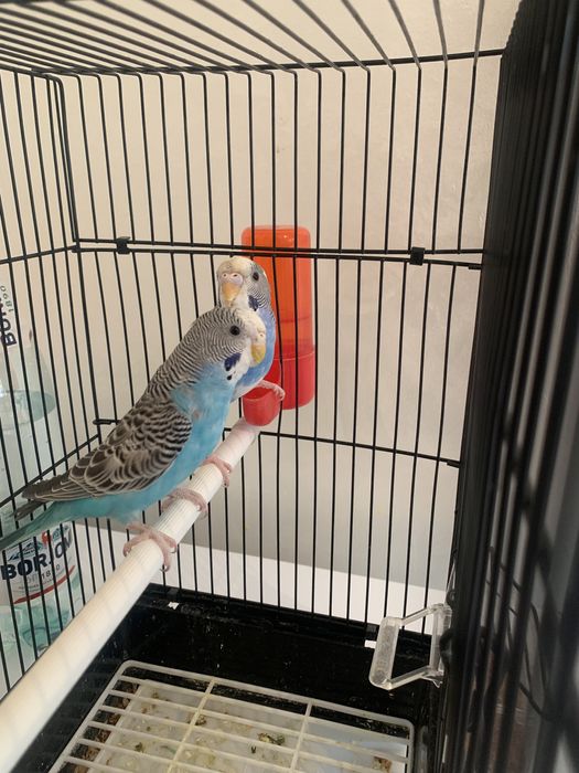 Папугай продается