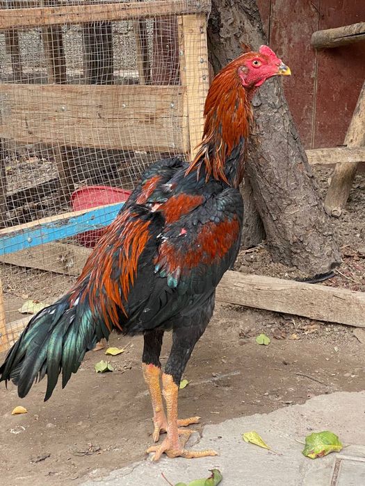 Ukrainalik qoshiqchi Erikaning pornosi