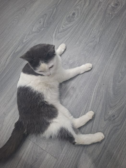 Отдадим домашнюю кошечку 8 мес