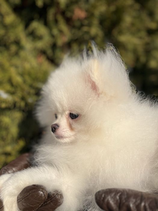 Pomeranian alb mini