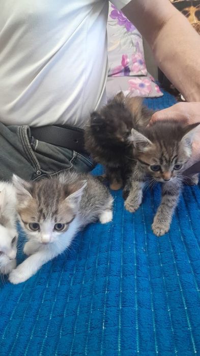 Срочно. Котята милые малыши