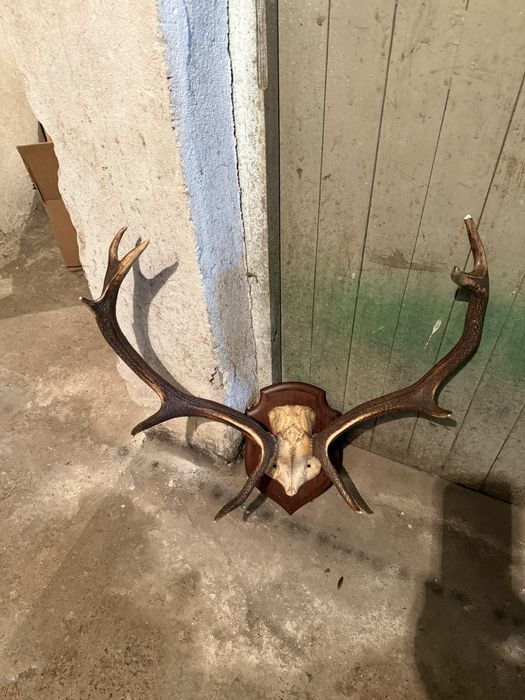 Продавам трофей от благороден елен