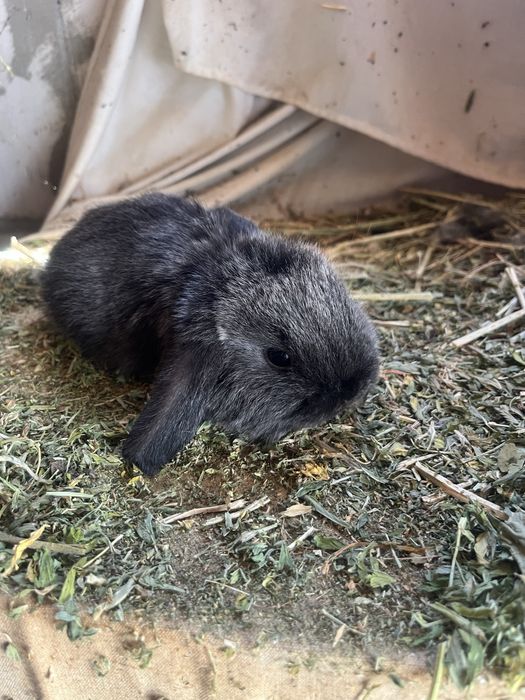 Iepurași Holland Lop ( berbec pitic)