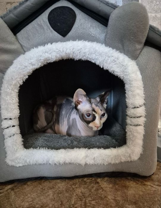 Кошка сфинкс домашняя