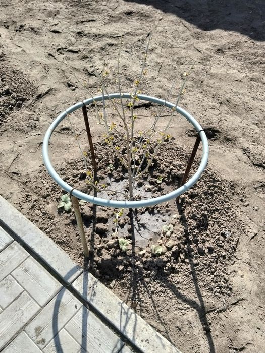 Кусты смородины.