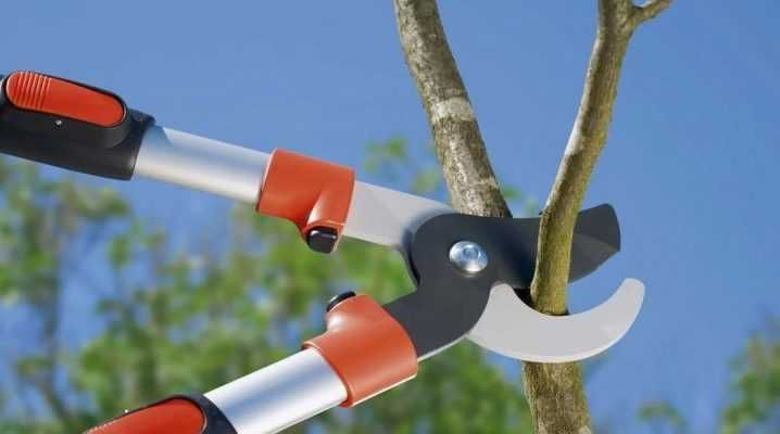 Осенняя обработка деревьев сада