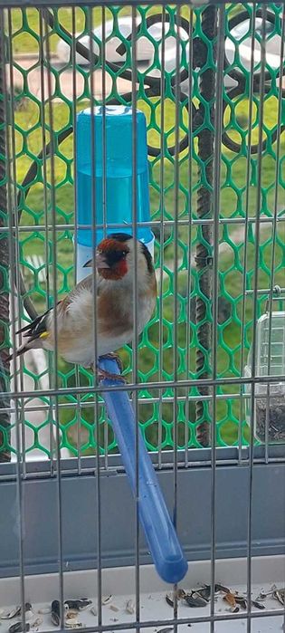 Йиллик кокил сотилади