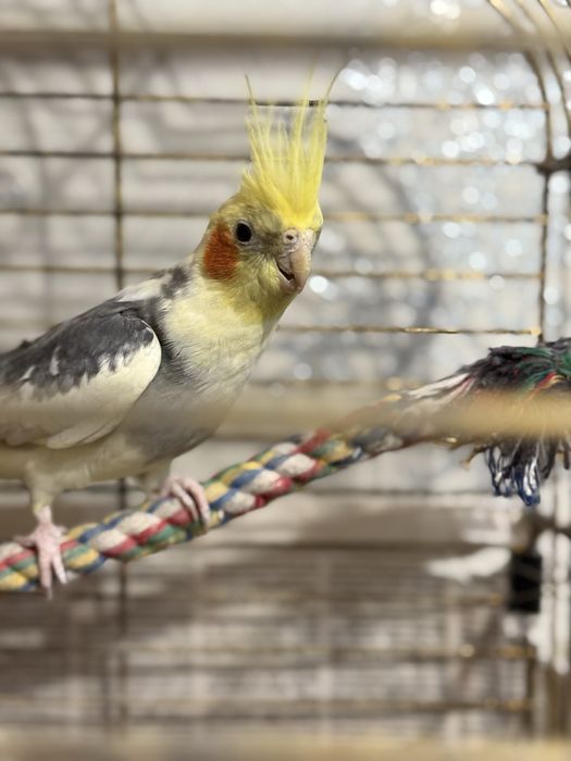 Попугай корелла пара