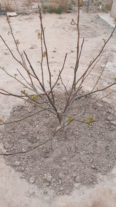 Продам саженец грецкого ореха