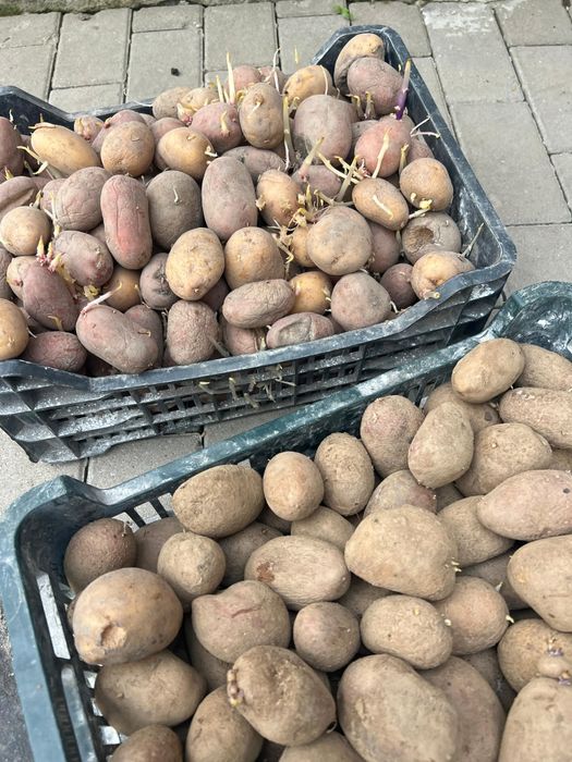 Cartofi de sămânță