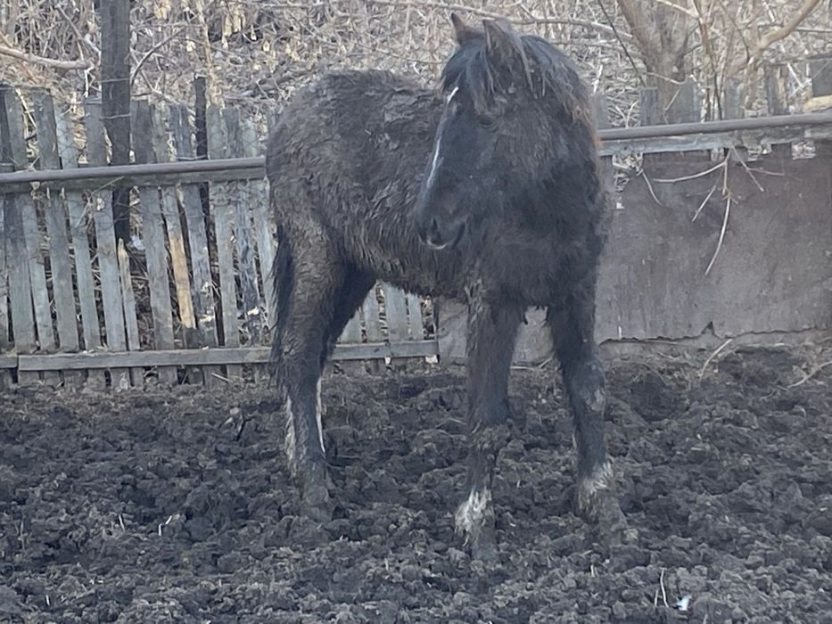 Жеребенок 10 месяцев