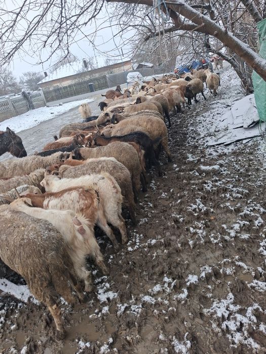 Vand oi carabase tinere