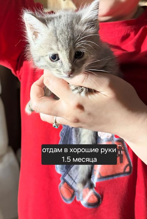 Котята 5 недель в добрые руки