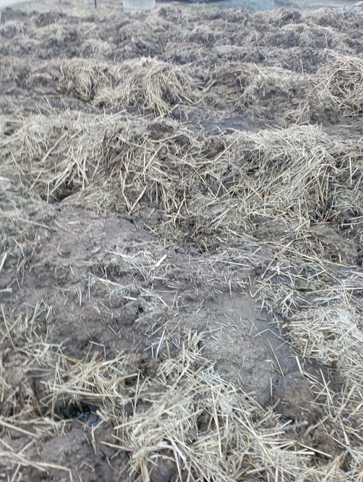 Vand gunoi de grajd (Vaca)